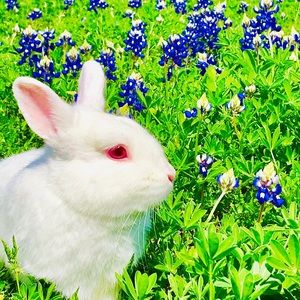 Meet your Posher, Mini